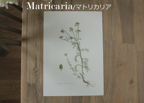 Erich Cramer・エリッククライマー植物画 ボタニカルアート/Flore d'Europe Tome 2/2