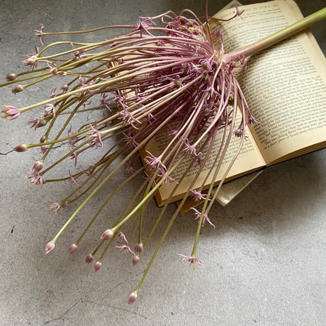 おうちのお花　「ソロ」