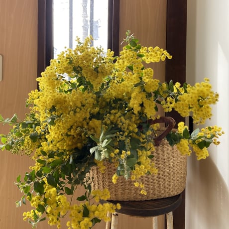 おうちのお花　「ソロ」