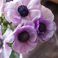 おうちのお花　「ソロ」