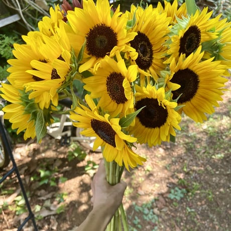 おうちのお花　「ソロ」