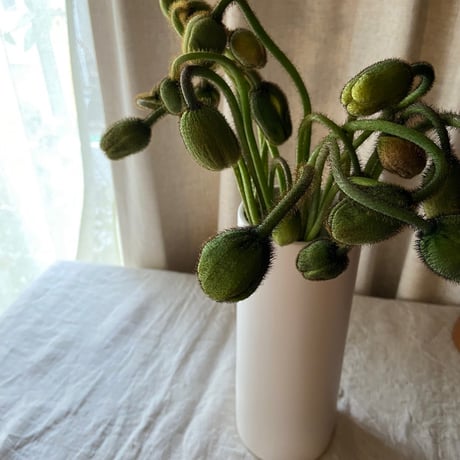 おうちのお花　「ソロ」