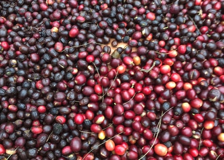 東ティモール, エルメラ県, レテフォホ, キリレロ  City Roast  200g