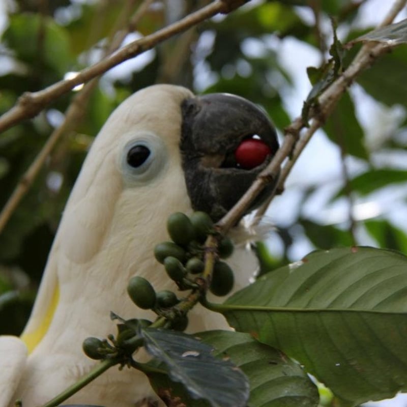 コレクター収集品　パプアニューギニア　人面素焼きの土器　燻製用 山内卓夫 土鍋 8寸 直径25cm 黒／飴色 信楽焼 滋賀県産【伝統工芸品