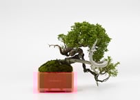 真柏(SHINPAKU) | Scapes