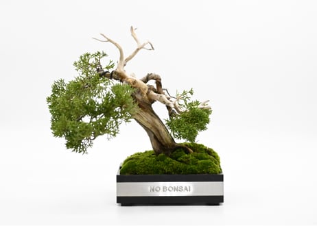 CATEGORY Bonsai | Scapes