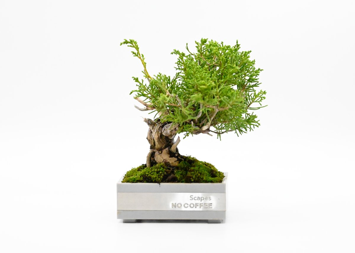 真柏　山木　八海山系 糸魚川真柏とは | 糸魚川真柏活用プロジェクト