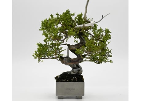 Scapes 盆栽　アクリル　鉢　盆栽鉢　スケープス Scapes アクリル盆栽鉢 L パープルピンク | Scapes