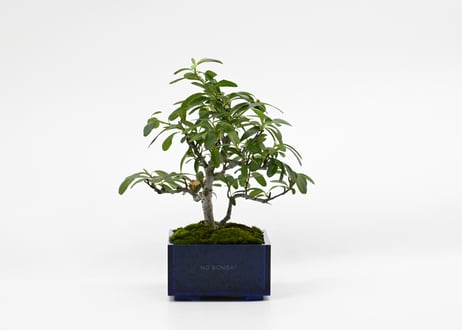 もみじ盆栽 　多幹 　黒鉢 　赤緑葉　｛真柏、五葉松、他｝ もみじ盆栽 多幹 黒鉢 赤緑葉 ｛真柏、五葉松、他｝ - メルカリ