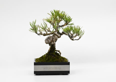 黒松盆栽 万里一空 特選 春を松 Bonsai Kuromatsu 黒松盆栽 万里一空 特選 春を松 Bonsai Kuromatsu