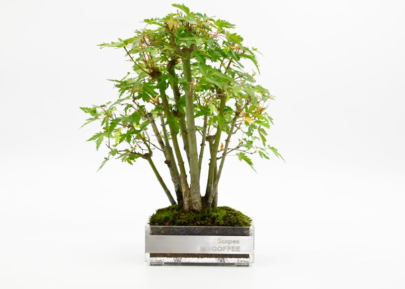 山紅葉(MOMIJI) | Scapes