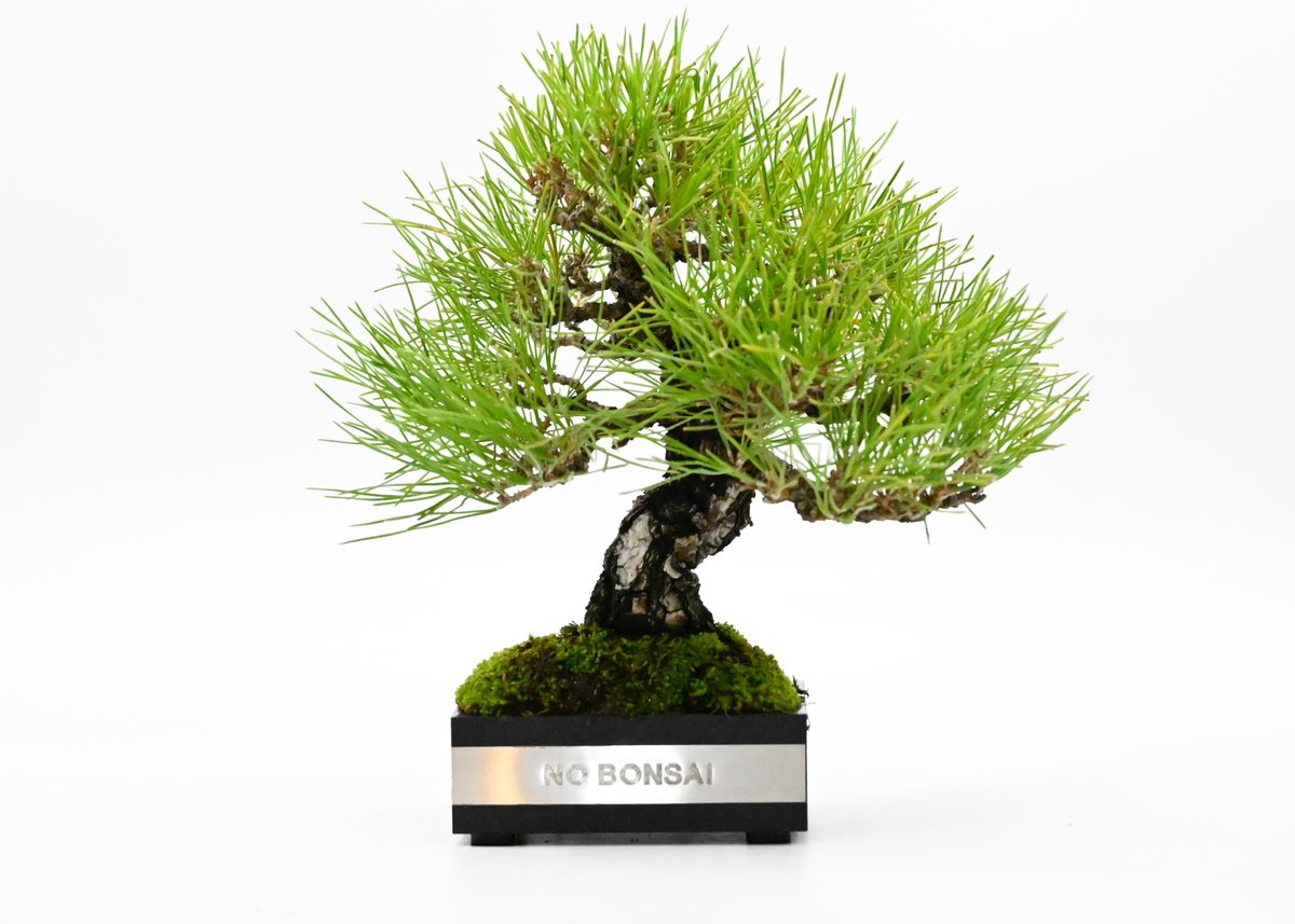 黒松(KUROMATSU) | Scapes