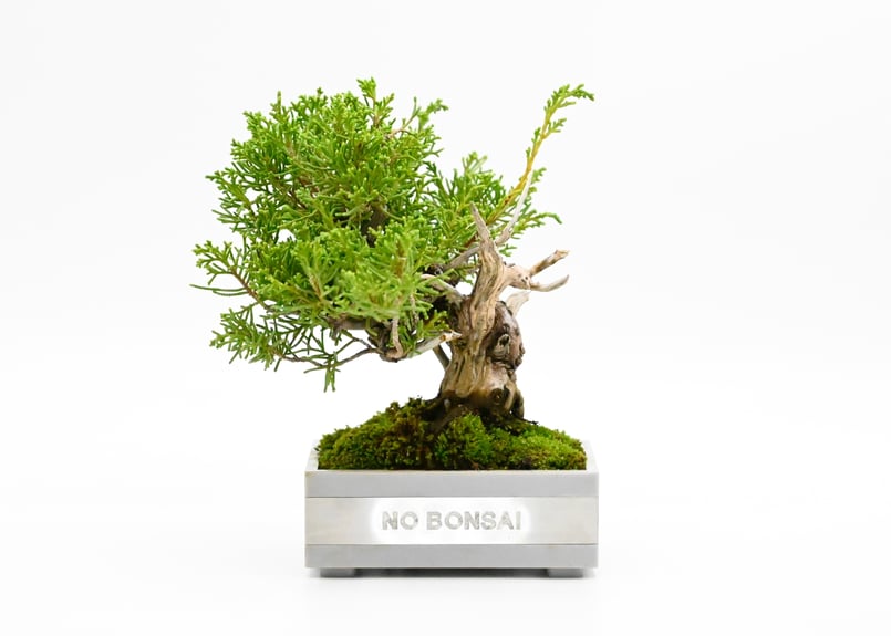 真柏(SHINPAKU) | Scapes