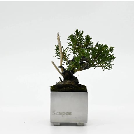 小品盆栽 | STORES