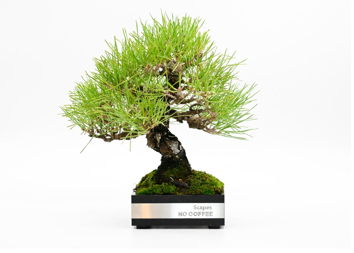 黒松(KUROMATSU) | Scapes