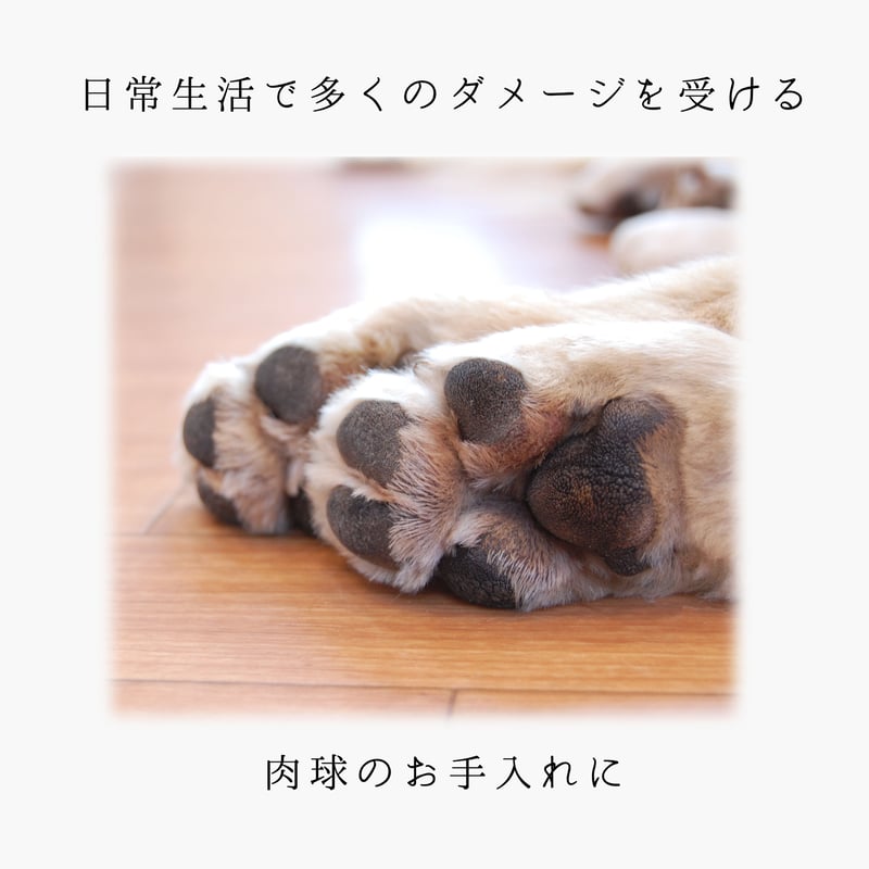 ひまわり様　アカシアのはちみつ【1200g】・天然保湿クリーム（肉球用）60ml 楽天市場】アカシア蜂蜜 花の露 キッチンボトル 500g×3本 送料