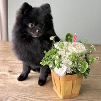 Petit Gateau Anniversaire プチ・ガトー・アニヴェルセル [ 記念日のカップケーキ ]　🐾チャリティー商品