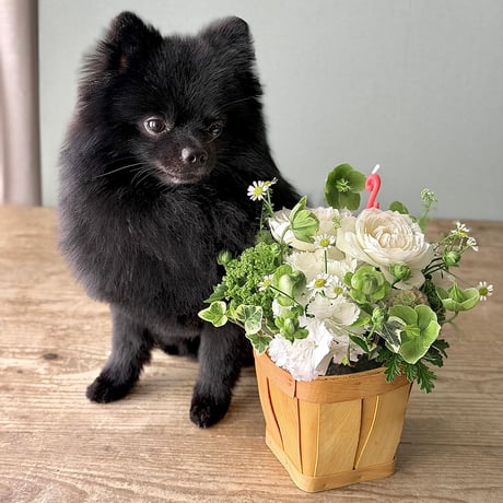Petit Gateau Anniversaire プチ・ガトー・アニヴェルセル [ 記念日のカップケーキ ]　🐾チャリティー商品