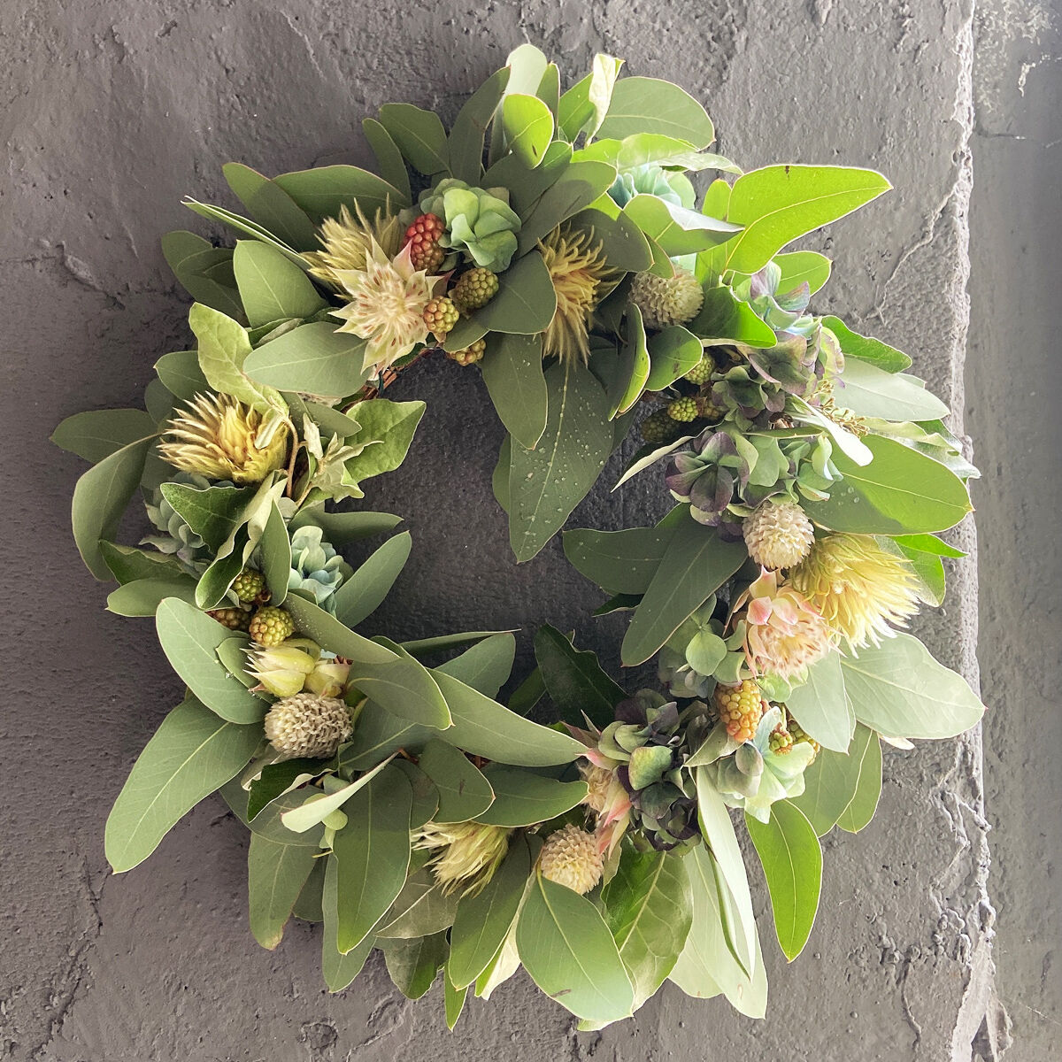 大特価ユーカリ、月桂樹、ダスティーミラーで動きあるきグリーンの