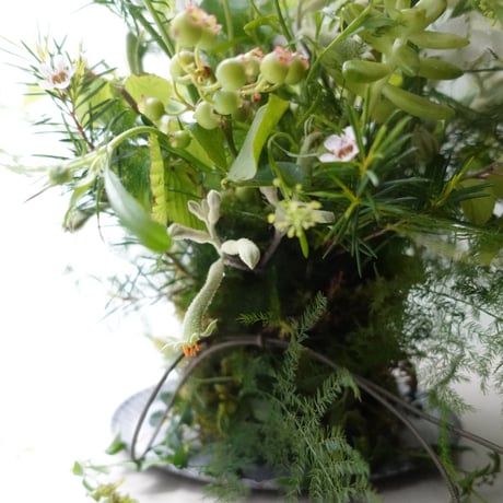 6月ワークショップ「苔の器から作る初夏アレンジ」