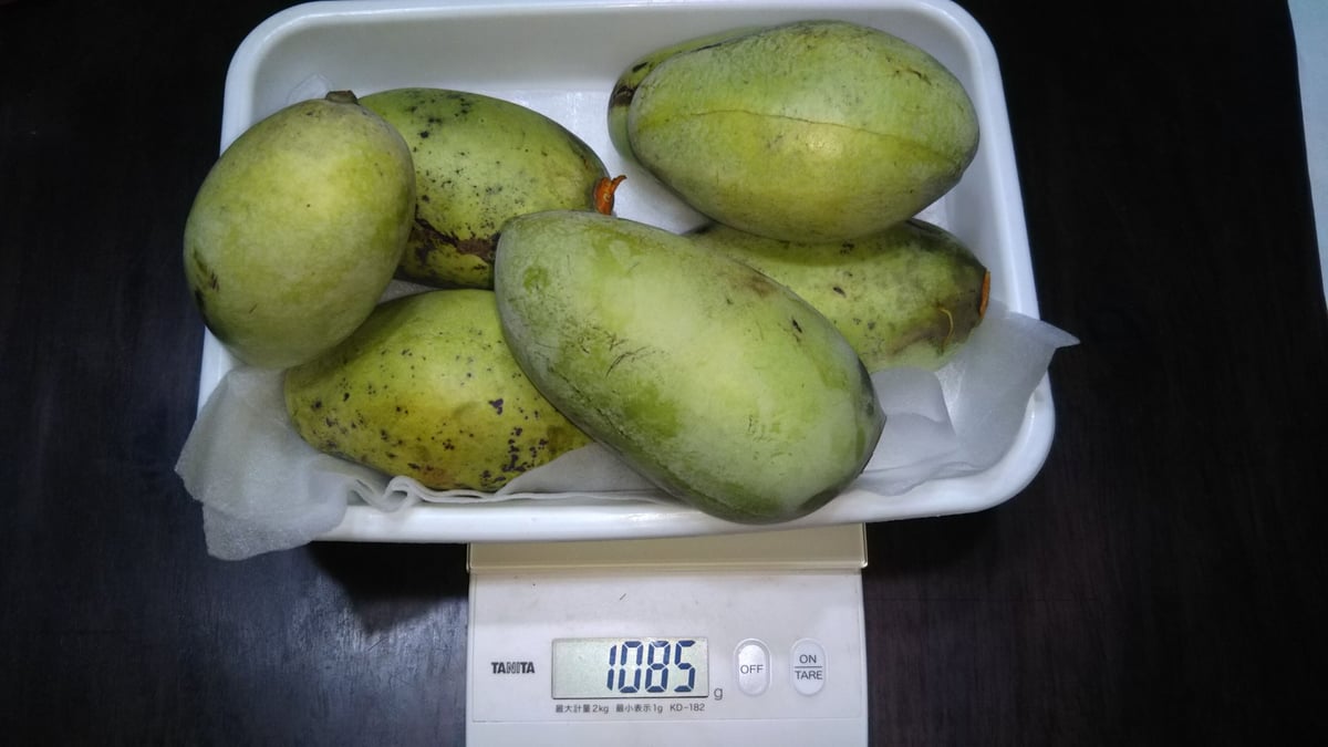 幻のポポー　冷凍 5KG 真空パックにて配送します。小分けも対応 b1541b2d35c2a7869d0d5397b22e61