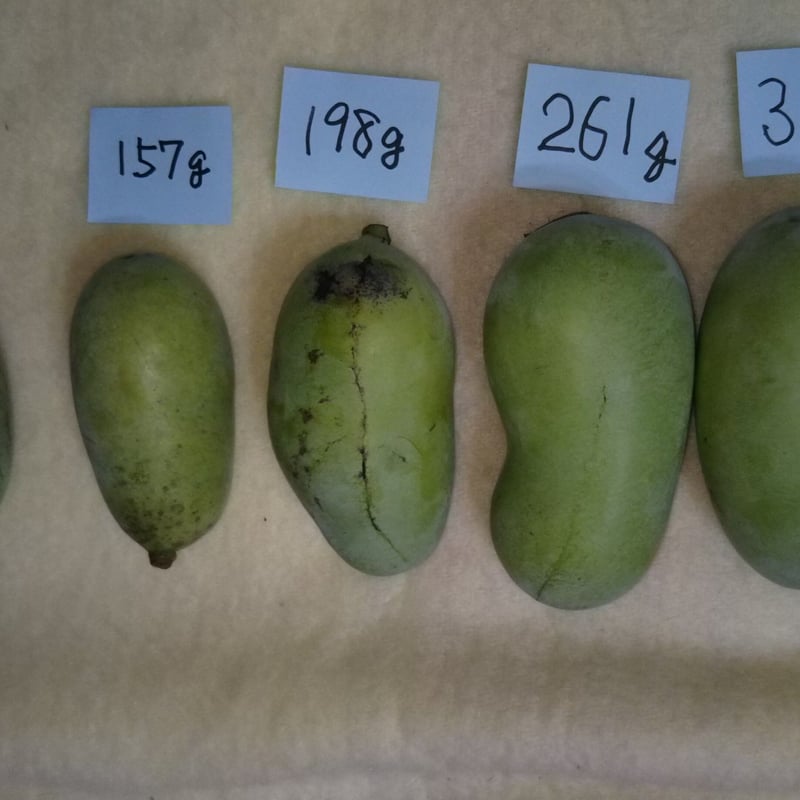幻のポポー　冷凍 5KG 真空パックにて配送します。小分けも対応 b1541b2d35c2a7869d0d5397b22e61