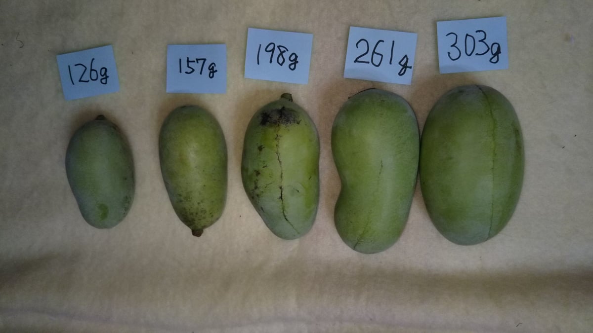 ポポー（6個、1kg以上2kg以下、写真と発送するポポーは違います