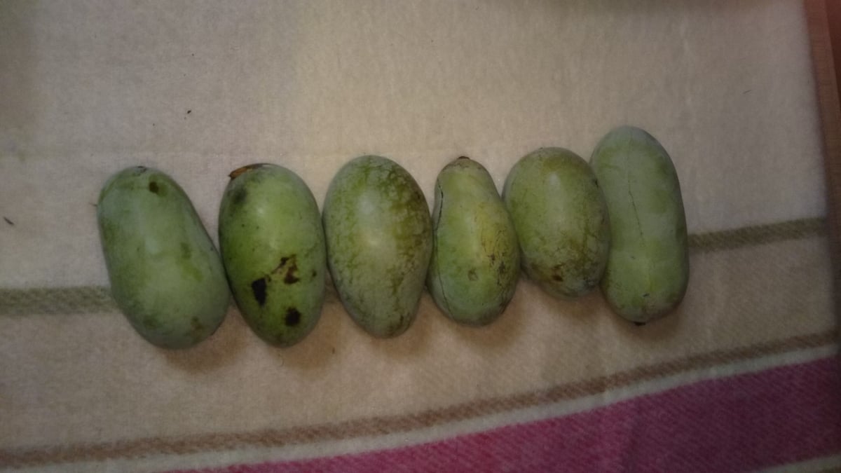 ポポー（6個、1kg以上2kg以下、写真と発送するポポーは違います