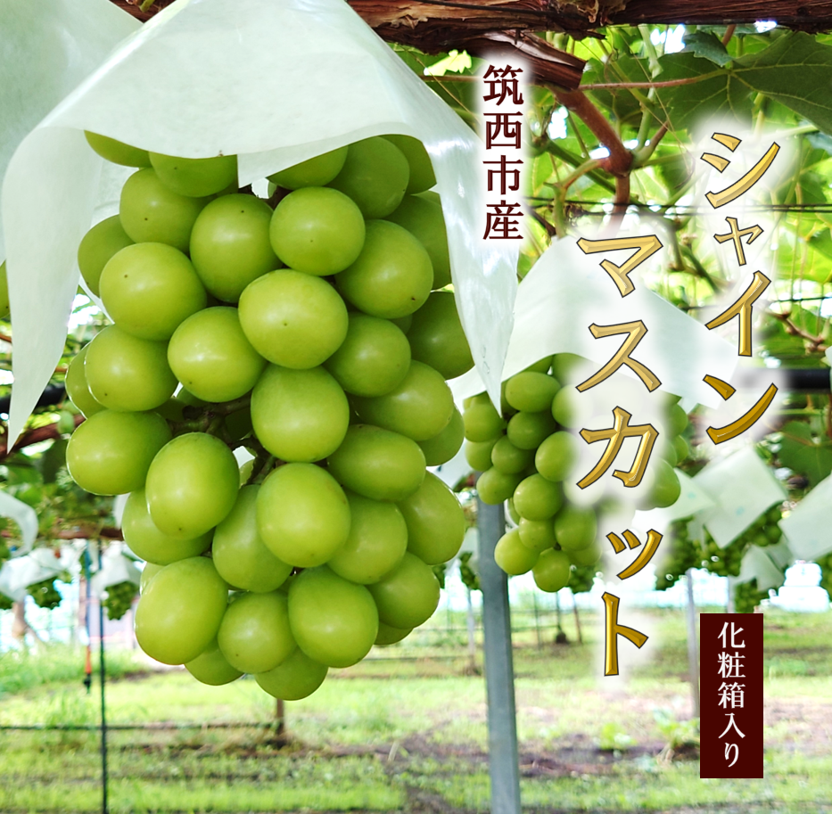期間限定】筑西市産シャインマスカット（送料込み） | グランテラス