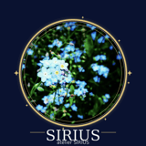 シリウス〜Blau Cats〜 ONLINE SHOP