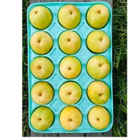 R７【小玉丸かじりサイズ１５個入り】　無農薬二十世紀約５キロ　大好評にて終了となしました。ありがとうございました。