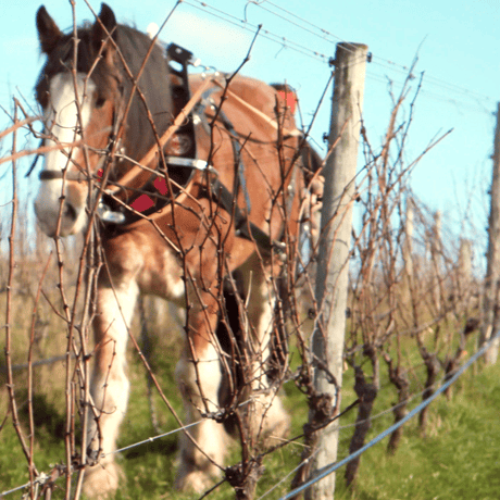 2023  Marlborough Sauvignon Blanc, Churton　ソーヴィニヨン・ブラン　／　チャートン