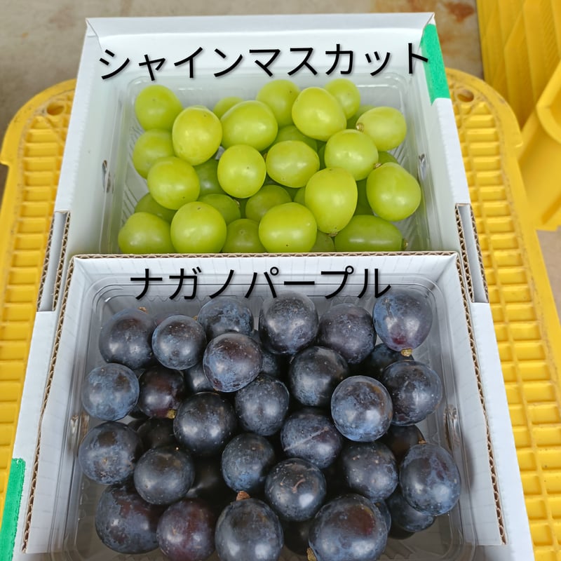 山形大粒ぶどう 粒つぶパック2P詰め合わせ | Fruits Farm MURANAMI