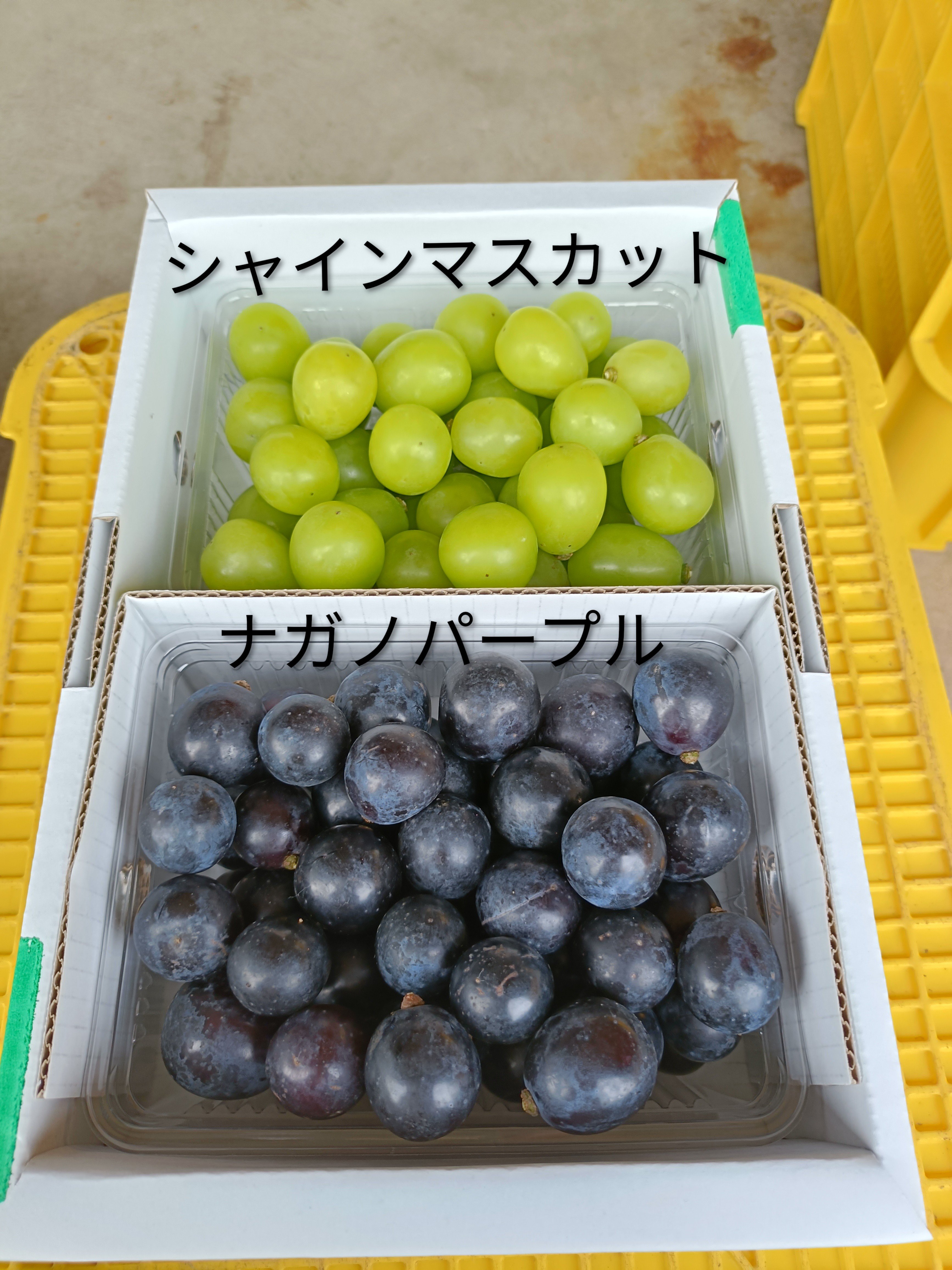 【わかめん】ぶどう弾2個セット original