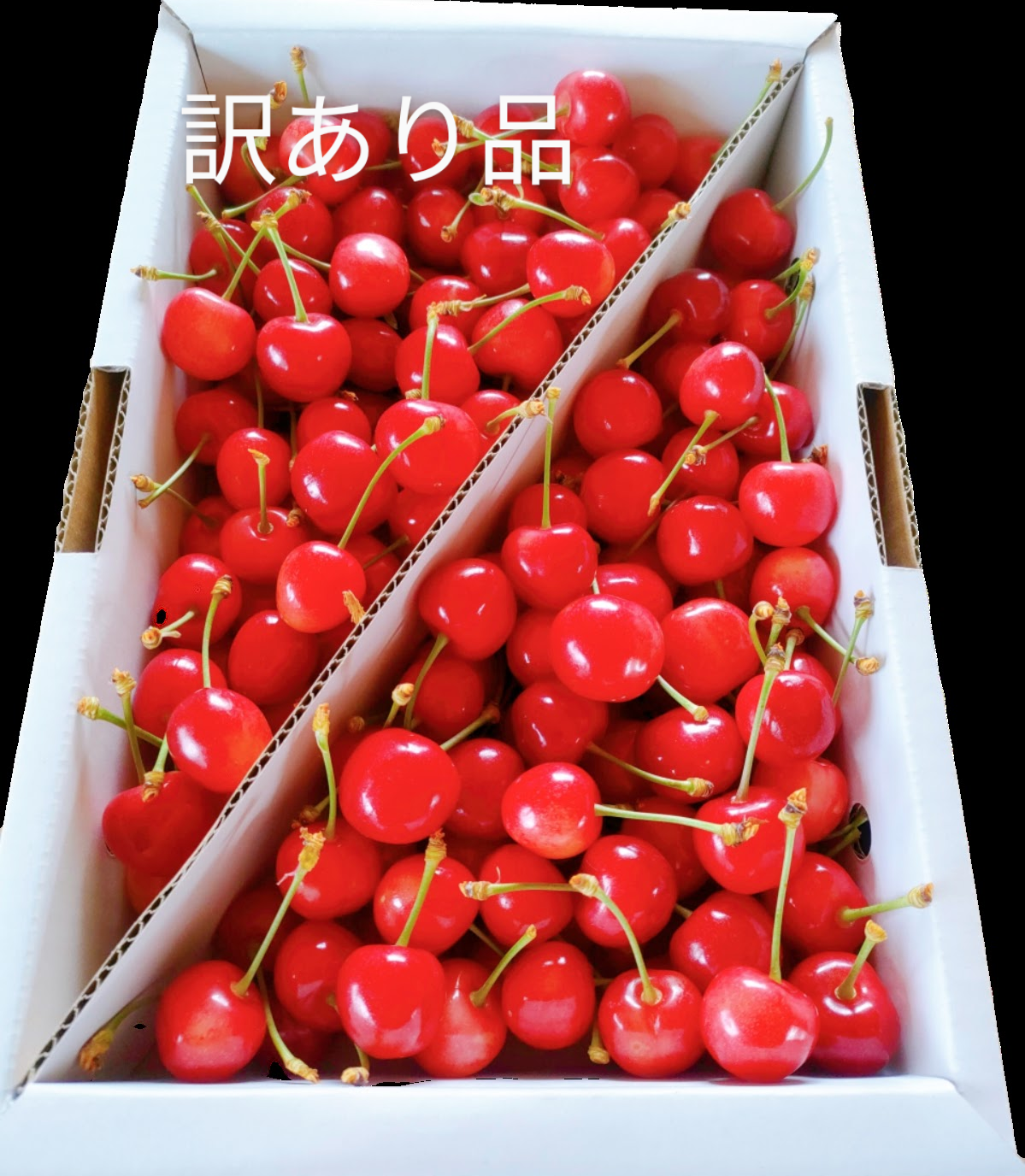 石木文　さくらんぼ　ボウル　未使用 脚付ウォーターボウル レギュラーsakura2026｜猫壱公式オンラインストア