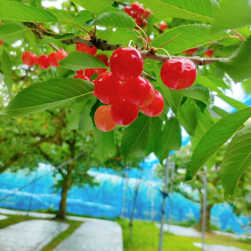 鮮度抜群！食べる宝石さくらんぼ🍒(500g、1kg) | Fruits Farm MURANAMI