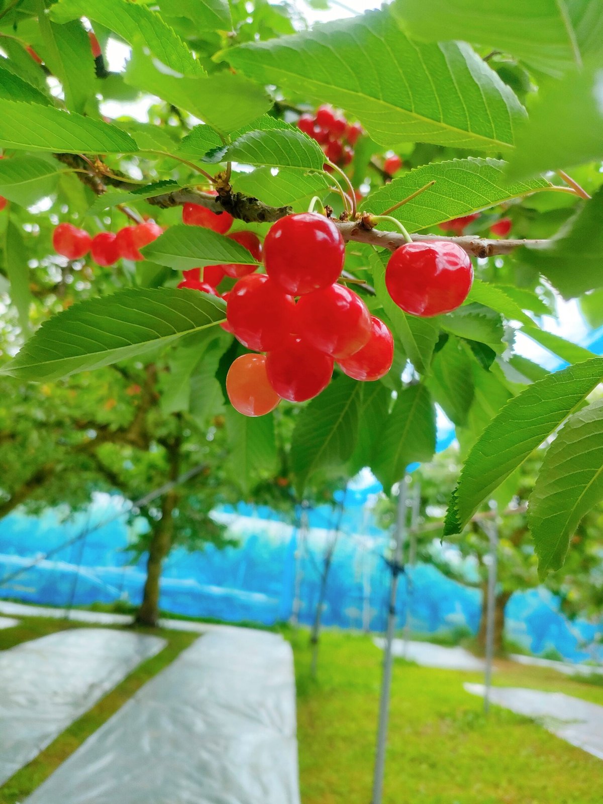 鮮度抜群！食べる宝石さくらんぼ🍒(2kg、複数) | Fruits Farm MURANAMI