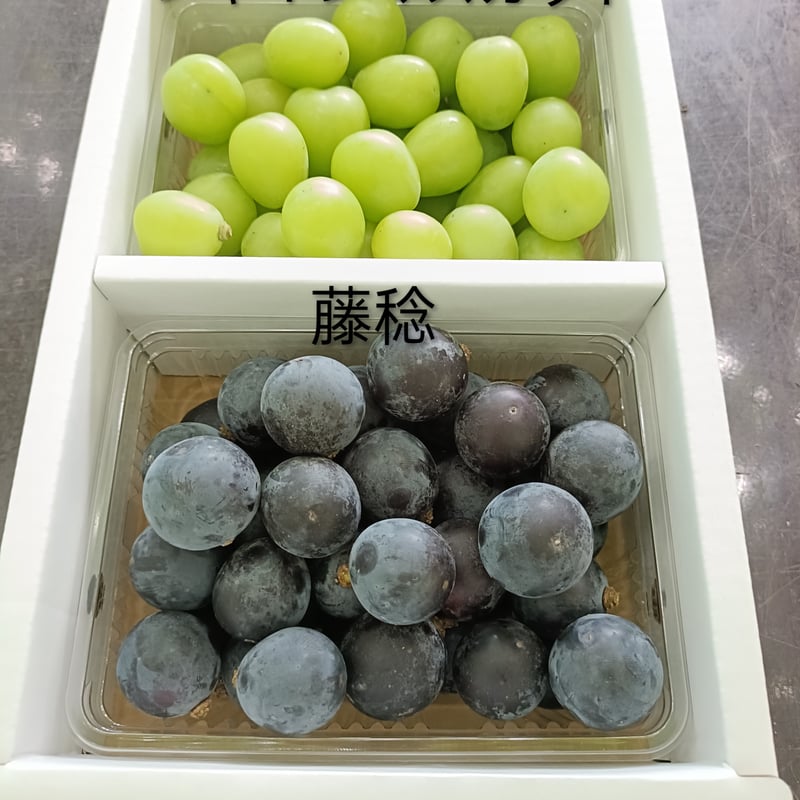 山形大粒ぶどう 粒つぶパック2P詰め合わせ | Fruits Farm MURANAMI
