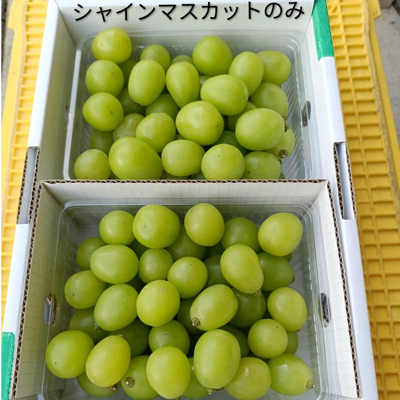 ユナリ 山形県産　シャインマスカット粒２箱同梱 山形県産シャインマスカット 2房: 小さなYAMAGATAマルシェ