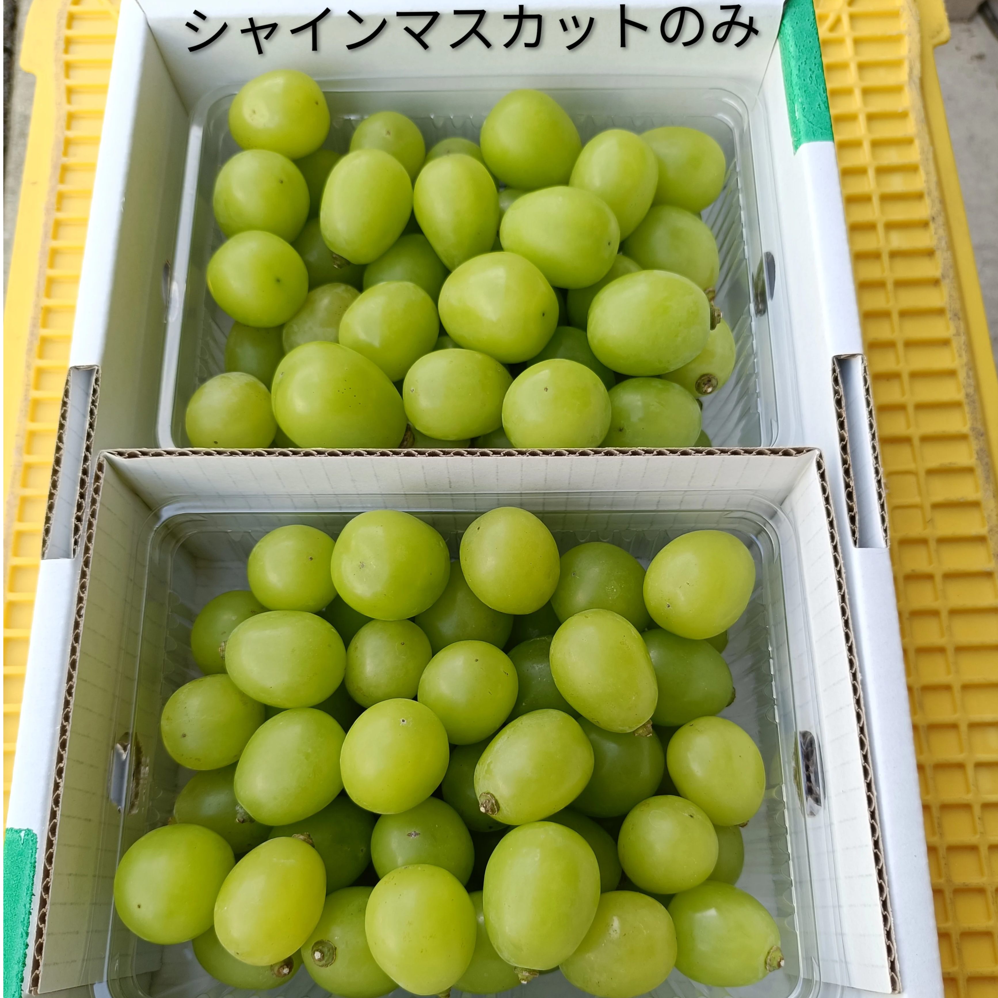 大粒ぶどう 粒つぶパック2P詰め合わせ 1kg1箱 | Fruits Farm MURANAMI