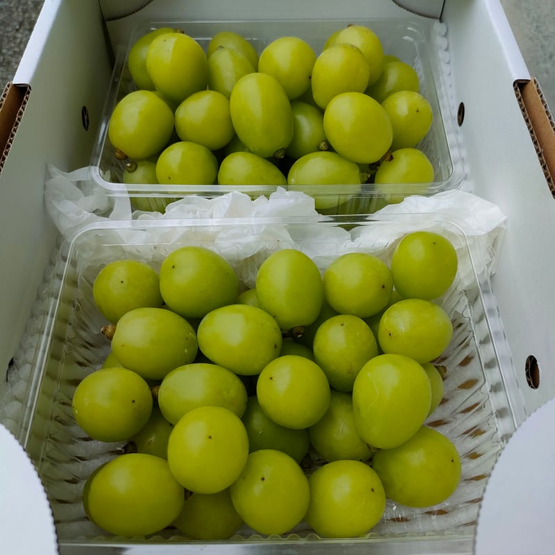 山形大粒ぶどう 粒つぶパック2P詰め合わせ | Fruits Farm MURANAMI