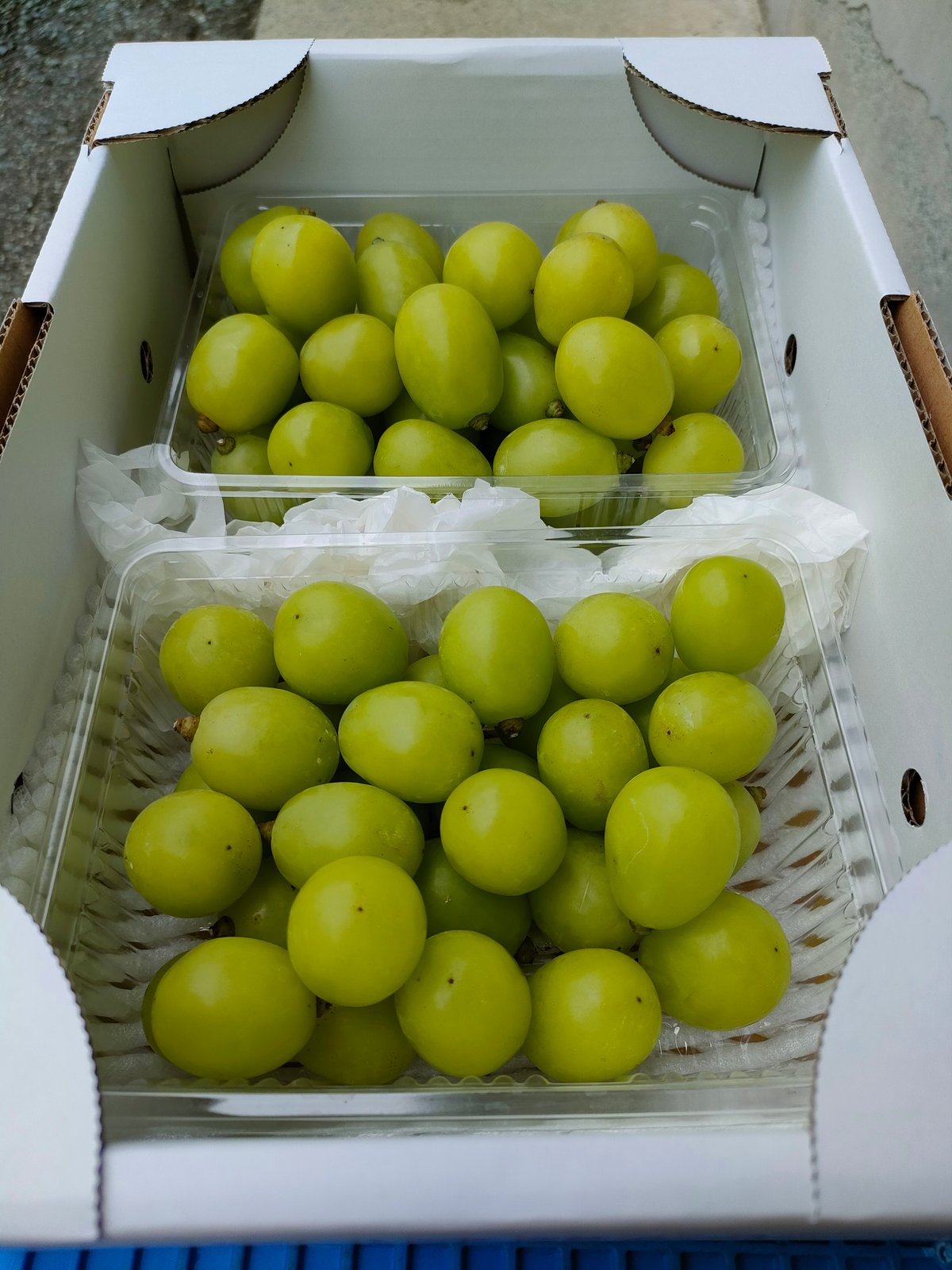 山形大粒ぶどう 粒つぶパック2P詰め合わせ | Fruits Farm MURANAMI