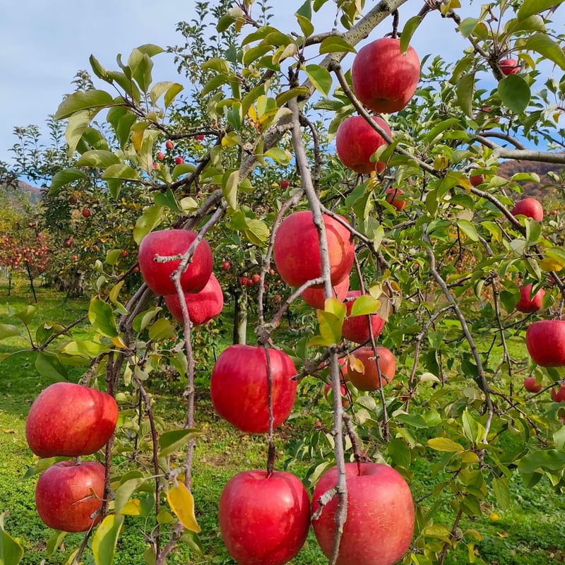 サンふじ 10kg | Fruits Farm MURANAMI