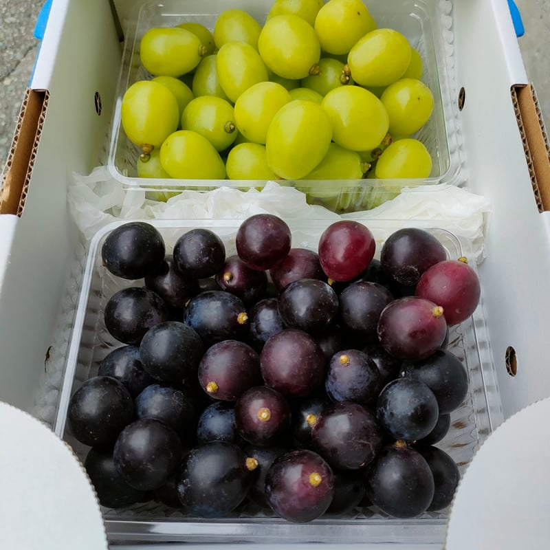 山形大粒ぶどう 粒つぶパック2P詰め合わせ | Fruits Farm MURANAMI