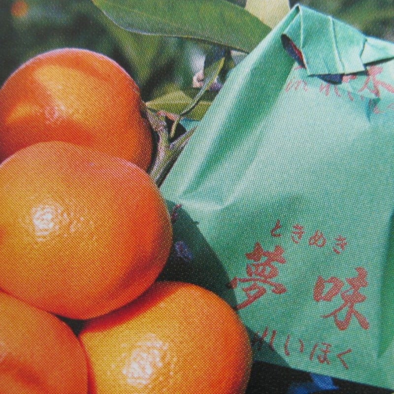 袋掛けみかん みかん 袋 味好鳥 袋掛けみかん 小サイズ JAながさき県央