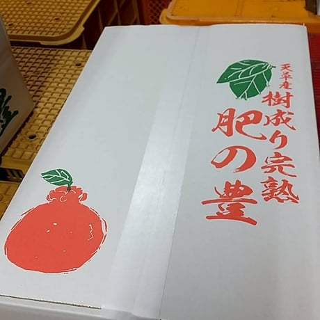 数量限定  10箱！冬を越した袋かけ樹成り完熟みかん　肥の豊(デコポン)