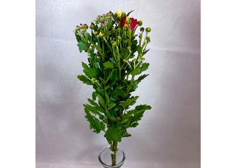 【9月お彼岸】４本組仏花束　70束入　スリーブなし【280円/束】T-4N-2