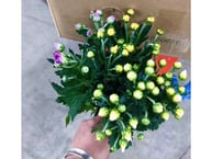 【 9月お彼岸 】小菊３本束　80束入　スリーブ付き【215円/束】