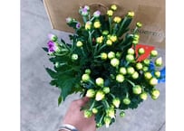 【9月お彼岸 】小菊３本束　80束入　スリーブなし【210円/束】