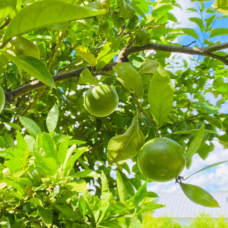 TATEYAMA GIN EXPERIMENT SUMMER ---グリーンシトラス--- |